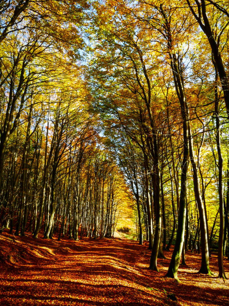 Urlaub nah am Wald Herbstwald